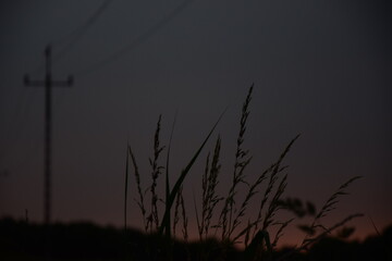 Dzika trawa na tle zachodu słońca z liniami energetycznymi.