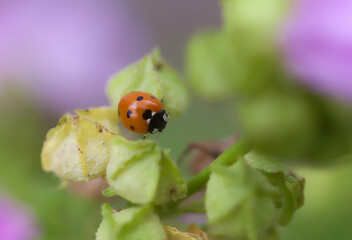 a ladybug sits on a plant in the garden against natural green and pink background