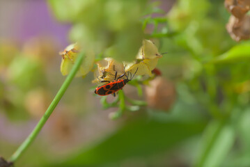 side view of a fire bug (Pyrrhocoridae) hanging on a plant against natural green background