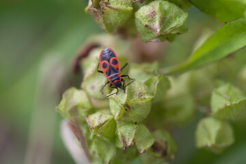 a fire bug (Pyrrhocoridae) sits on a green plant against natural green background