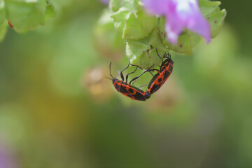 a couple of fire bugs (Pyrrhocoridae) during pairing against natural green background