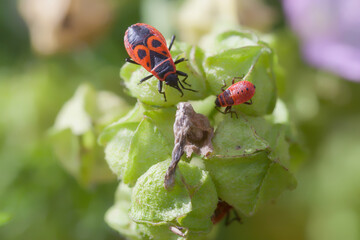a fire bug (Pyrrhocoridae) and a nymph sit on a plant against natural green background