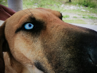 perro ojo azul