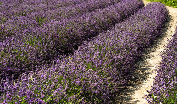 landscapes with lavender flowers in sale san giovanni in piedmont, italy
