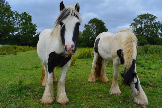 The Gypsy Horse has distinguishing legs that are abundantly feathered and a thick tail and mane The feathering begins around the front knees as well as the rear hocks and extends over the front hooves