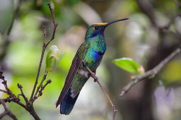 Quinde Herrero / Colibri coruscans / Sparkling Violetear - Ave urbana de la ciudad de Quito, Ecuador