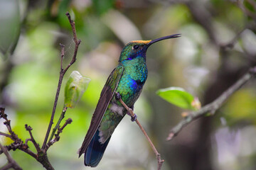 Quinde Herrero / Colibri coruscans / Sparkling Violetear - Ave urbana de la ciudad de Quito, Ecuador