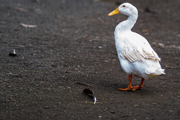 goose on the beach