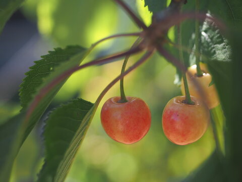 Two red cherries in a foliage on a sunny day