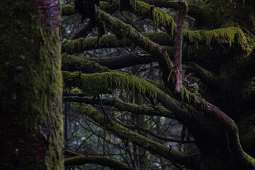 Mossy trees
