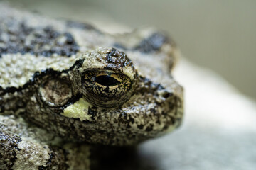 close up of a frog