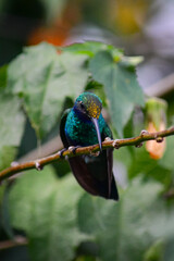 Quinde Herrero / Colibri coruscans / Sparkling Violetear - Ave urbana de la ciudad de Quito, Ecuador