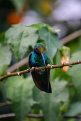 Quinde Herrero / Colibri coruscans / Sparkling Violetear - Ave urbana de la ciudad de Quito, Ecuador