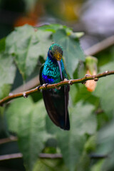 Quinde Herrero / Colibri coruscans / Sparkling Violetear - Ave urbana de la ciudad de Quito, Ecuador