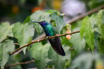 Quinde Herrero / Colibri coruscans / Sparkling Violetear - Ave urbana de la ciudad de Quito, Ecuador