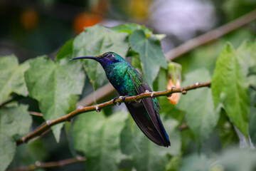 Quinde Herrero / Colibri coruscans / Sparkling Violetear - Ave urbana de la ciudad de Quito, Ecuador