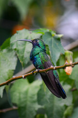 Quinde Herrero / Colibri coruscans / Sparkling Violetear - Ave urbana de la ciudad de Quito, Ecuador