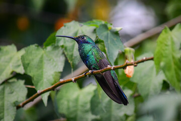 Quinde Herrero / Colibri coruscans / Sparkling Violetear - Ave urbana de la ciudad de Quito, Ecuador