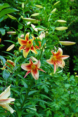 Obraz premium Bicolor orange and yellow Orienpet lily flower