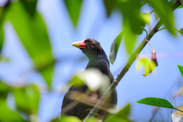 Gallareta púrpura / Purplue Gallinule / Porphyrio martinica - Ave localizada en la ciudad de...