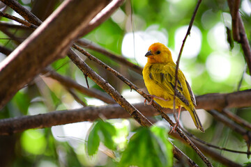 Granito de oro/ Jilguero dorado / Saffron Finch ave urbana localizada en la ciudad Quito, Ecuador © Migue
