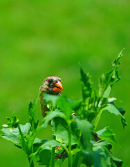A female red Northern Cardinal bird