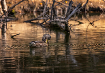 A female Mallard (Anas platyrynchos) swims in a Franklin Canyon pond, Beverly Hills, CA.