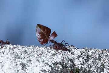 Leaf cutter ants, carrying leaf, black and blue background