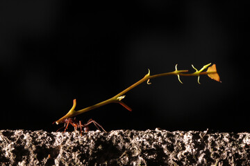Leaf cutter ants, carrying leaf, black and blue background