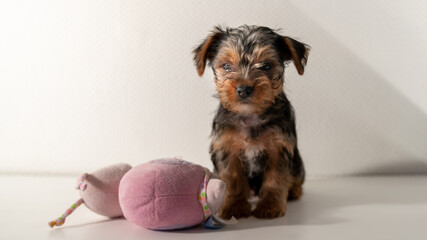 
Close-up of a cute little Yorkshire terrier puppy and his cuddly toy, on white background