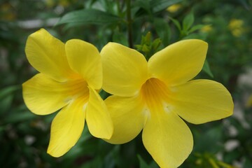 Yellow flowers bloom, or the other names are Trumpetbush, Trumpetflower