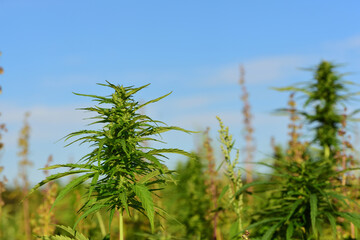A canabis plant in a canabis field against a blue sky in summer