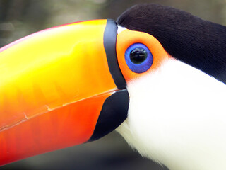 Detail photo of a toucan, bird typical of the rainforests of South America