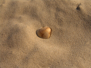 shell on the beach sand