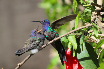 bird hummingbird feeding its chick © CassianoCorreia