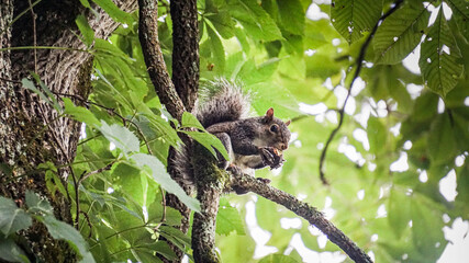 squirrel in the tree