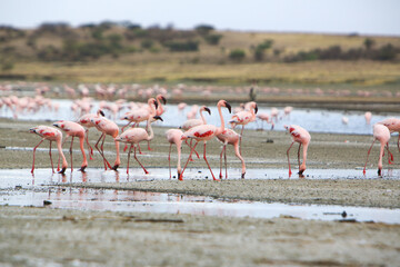 Flock of lesser flamingos (Phoenicoparrus minor) in Lake Magadi, Great Rift Valley, Kenya. Lake Magadi is the southernmost lake in the Kenyan Rift Valley, north of Tanzania's Lake Natron.
