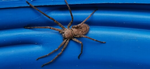 spider on a blue background