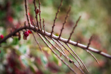 branch of a tree