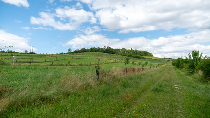 Fototapeta premium Path in the middle of fields, meadows and hills, trees in the distance and blue sky with cottony clouds