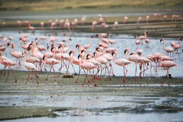 Flock of lesser flamingos (Phoenicoparrus minor) in Lake Magadi, Great Rift Valley, Kenya. Lake Magadi is the southernmost lake in the Kenyan Rift Valley, north of Tanzania's Lake Natron.
