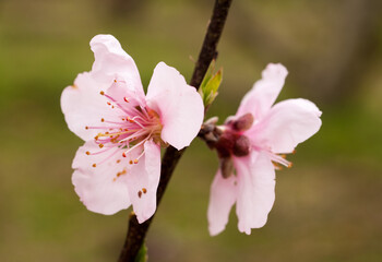 Fototapeta premium Flor, prunus, frutal, prunus, rosa