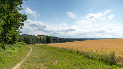 
Golden wheat fields, on a beautiful spring day with blue sky and cottony clouds