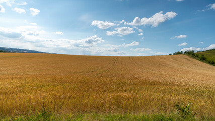 
Golden wheat fields, on a beautiful spring day with blue sky and cottony clouds