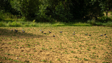 

Gathering of pigeons feeding in the fields, in spring