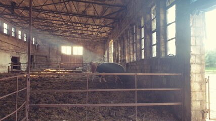 cowshed © Paulina