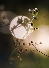 Close-up view the twig and flowers in the rural field