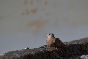Dove with feathers blown by the wind, perched on top of a rustic wall, lit by the afternoon sun.