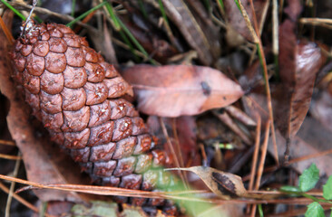 Obraz premium Walking tracks leading through Ewan Maddock Dam, Sunshine Coast, Queensland, Australia. Featuring forest, tracks, water and foliage