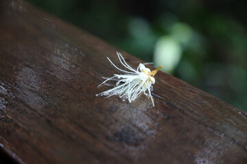 Walking tracks leading through Ewan Maddock Dam, Sunshine Coast, Queensland, Australia.  Featuring forest, tracks, water and foliage
